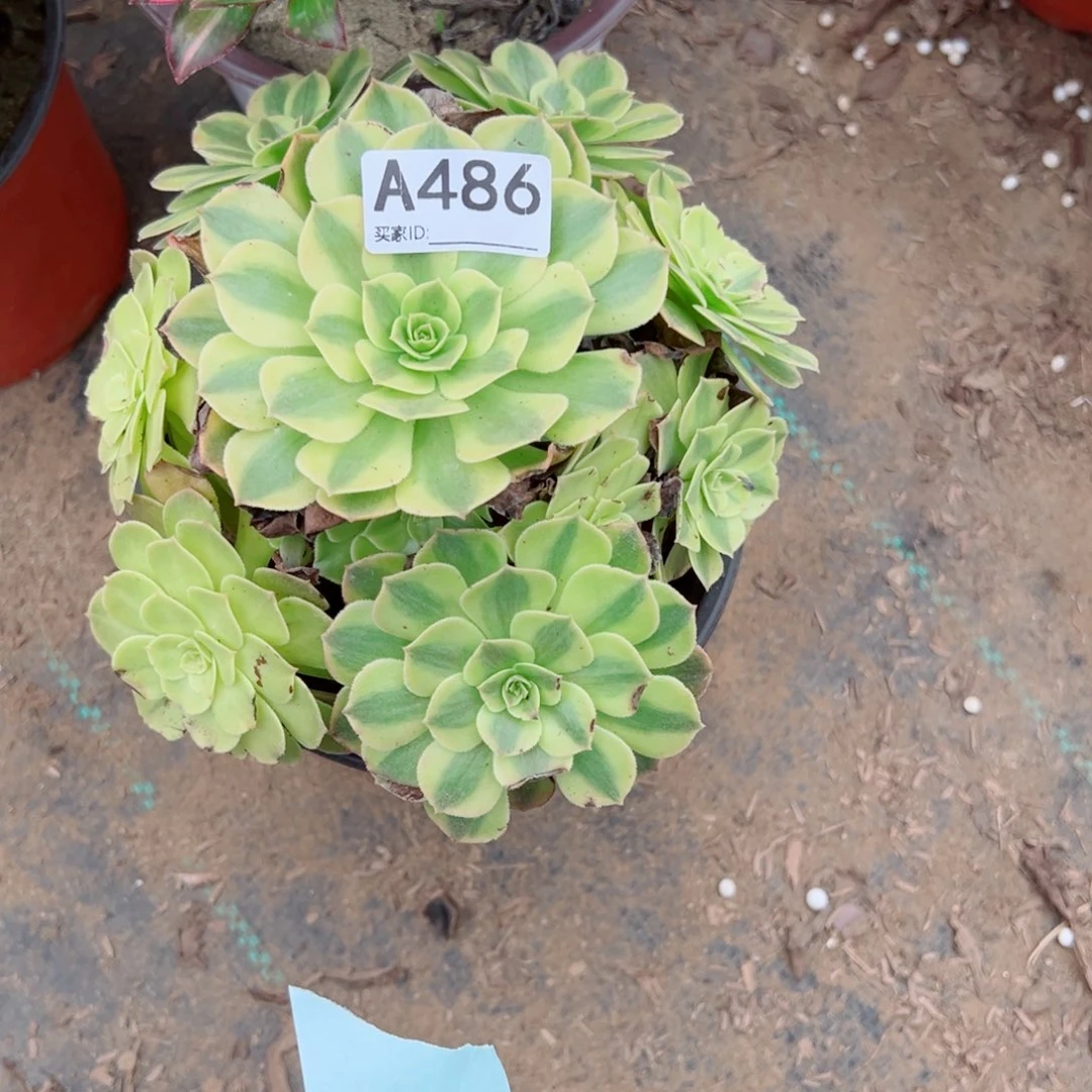 璟****486雨荷多肉植物法师