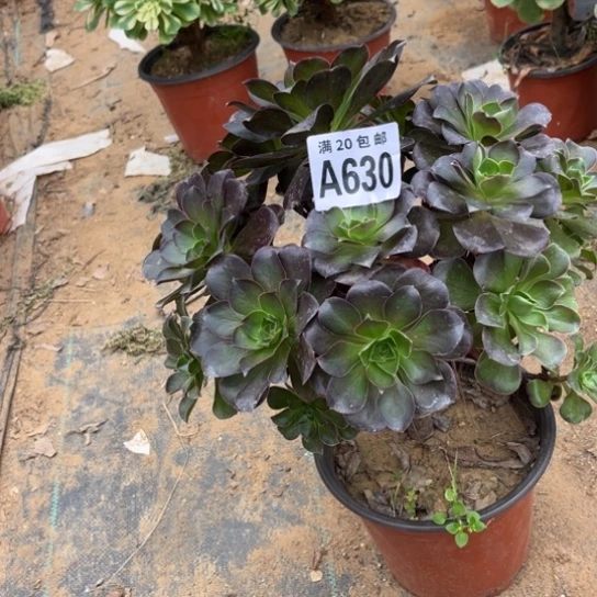 630枚金玫瑰不包断枝