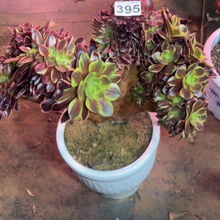 ✨****欧佳丽395多肉法师一物一拍