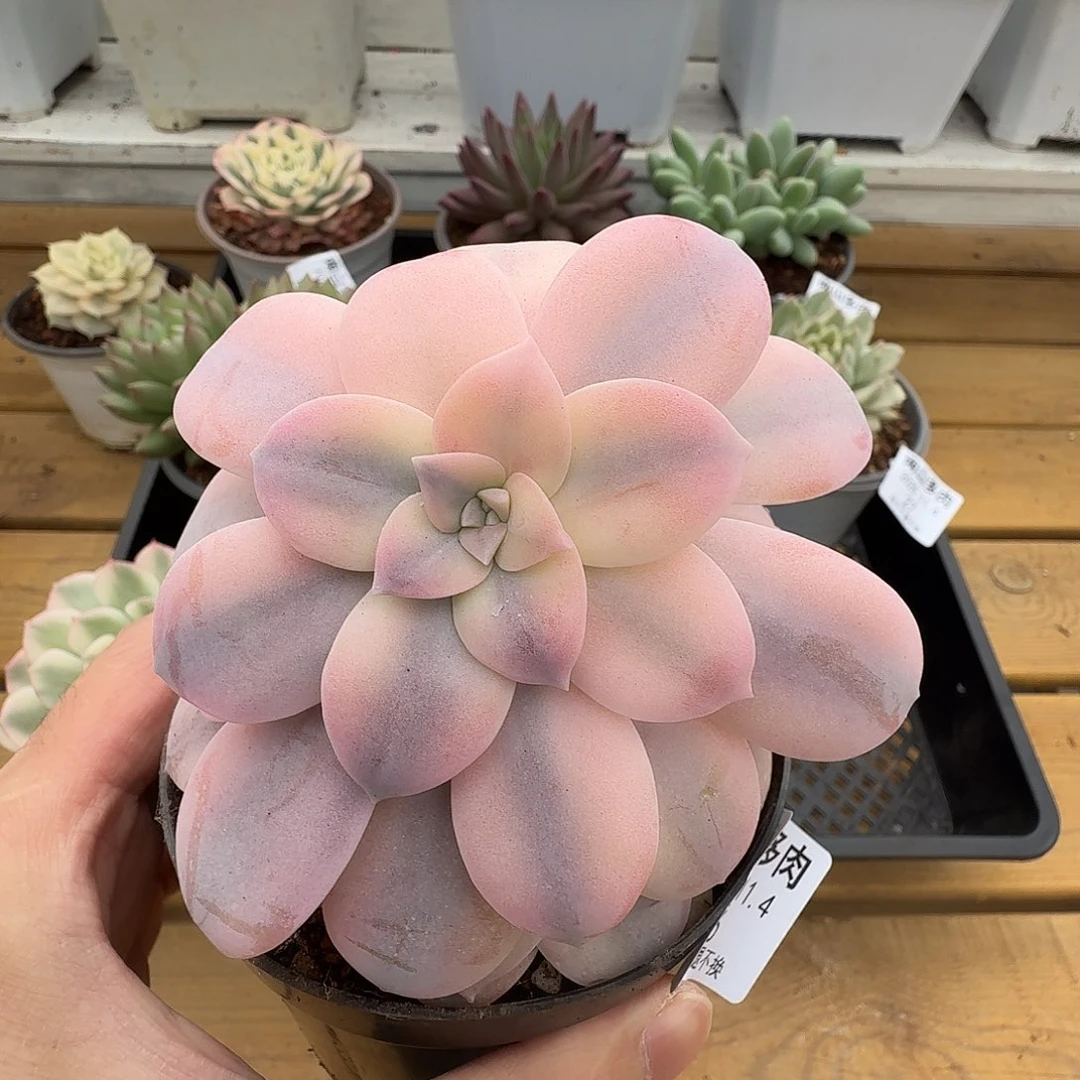 华丽风车锦1104-26