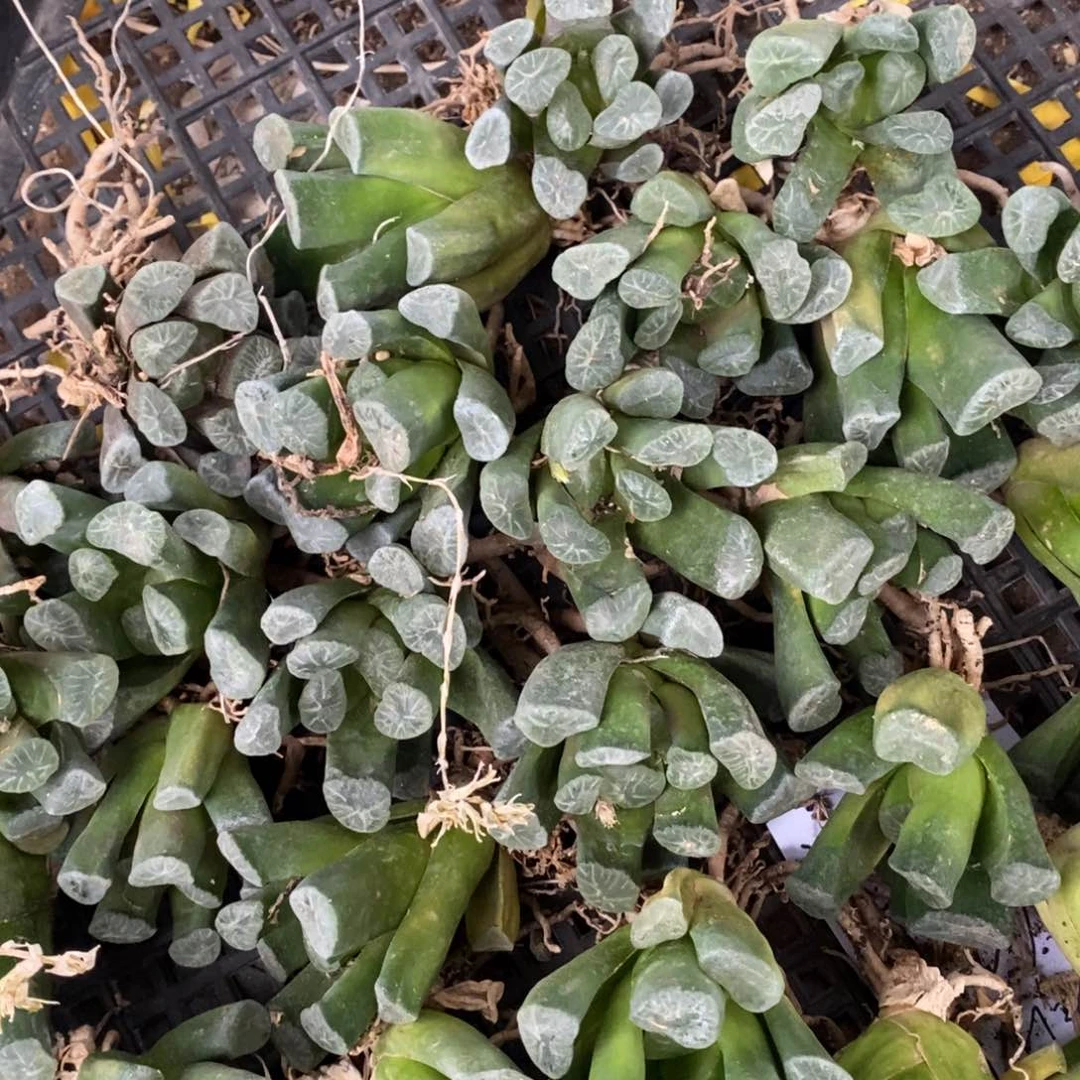 105 一颗万象 端午福利