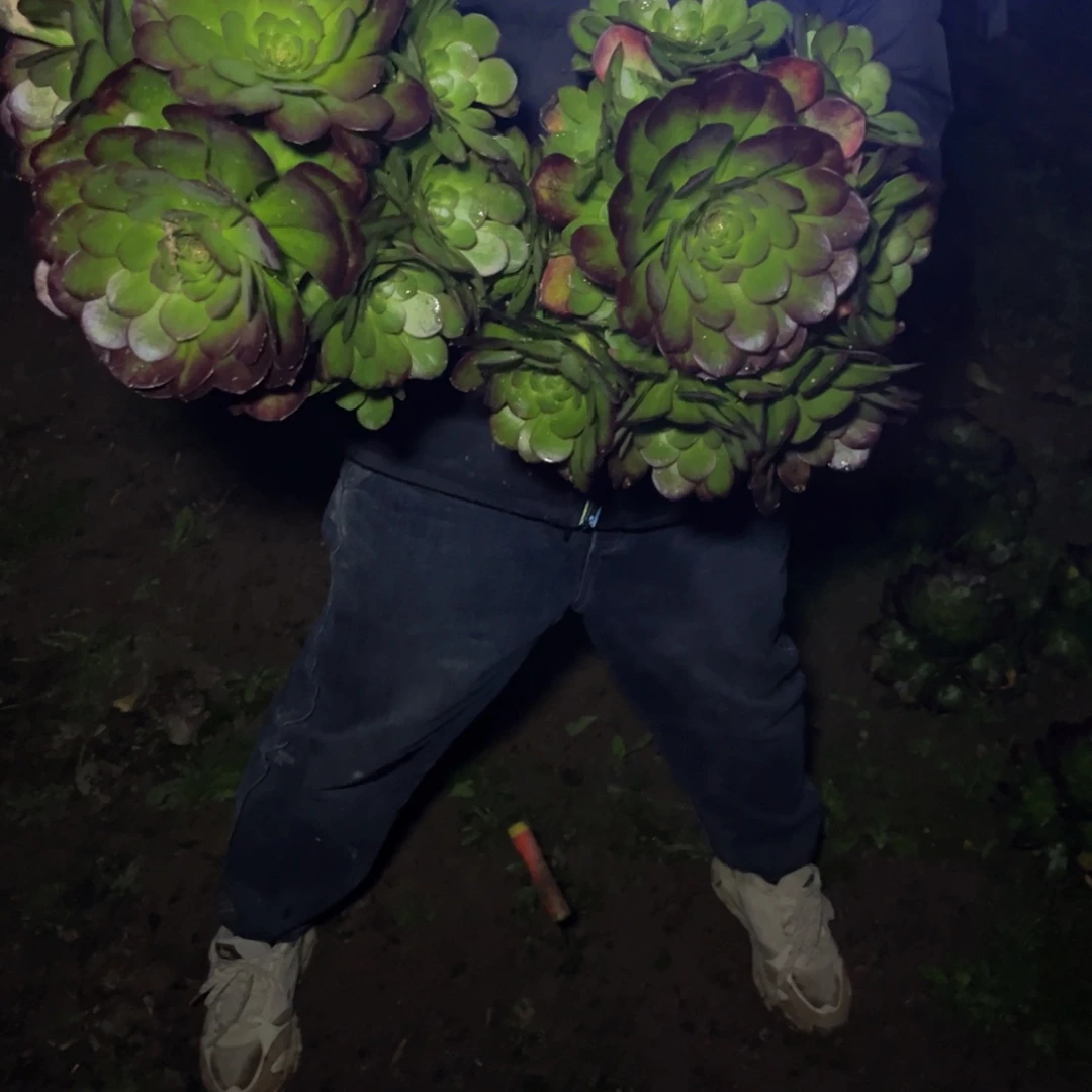 万圣节多肉植物捧花的
