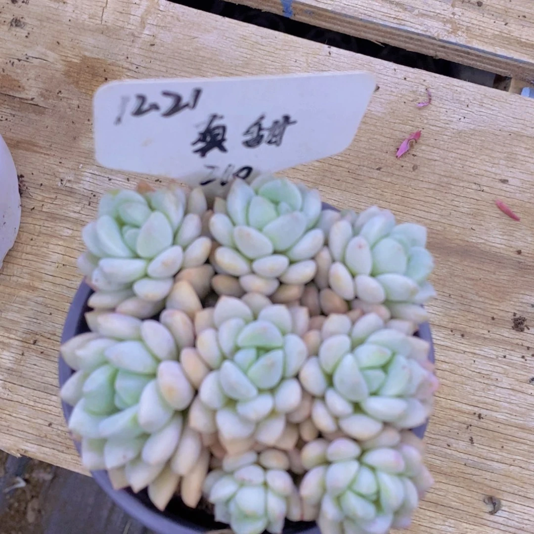 清货转场，一物一拍，看准