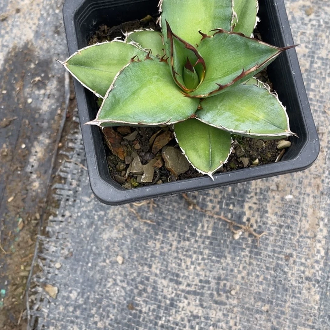 用****0龙舌兰绿色植物