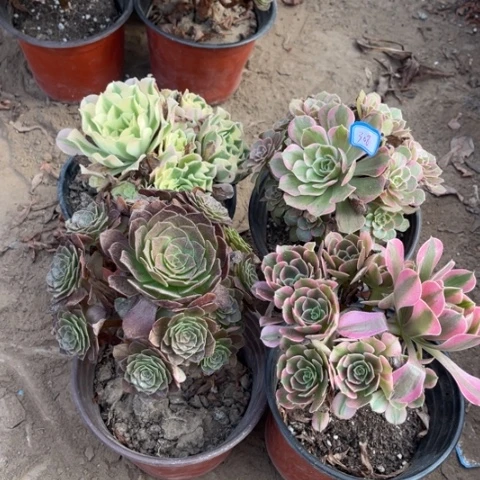 308多肉植物组合，