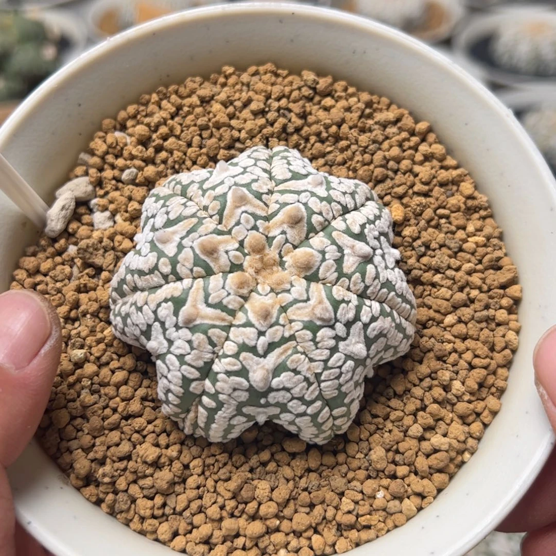 无花朵394实生vmmmmmmmm