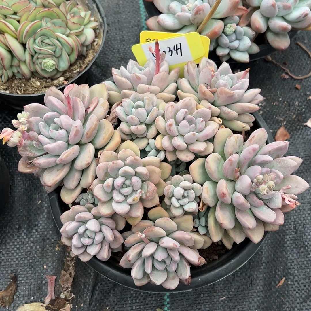 510341。