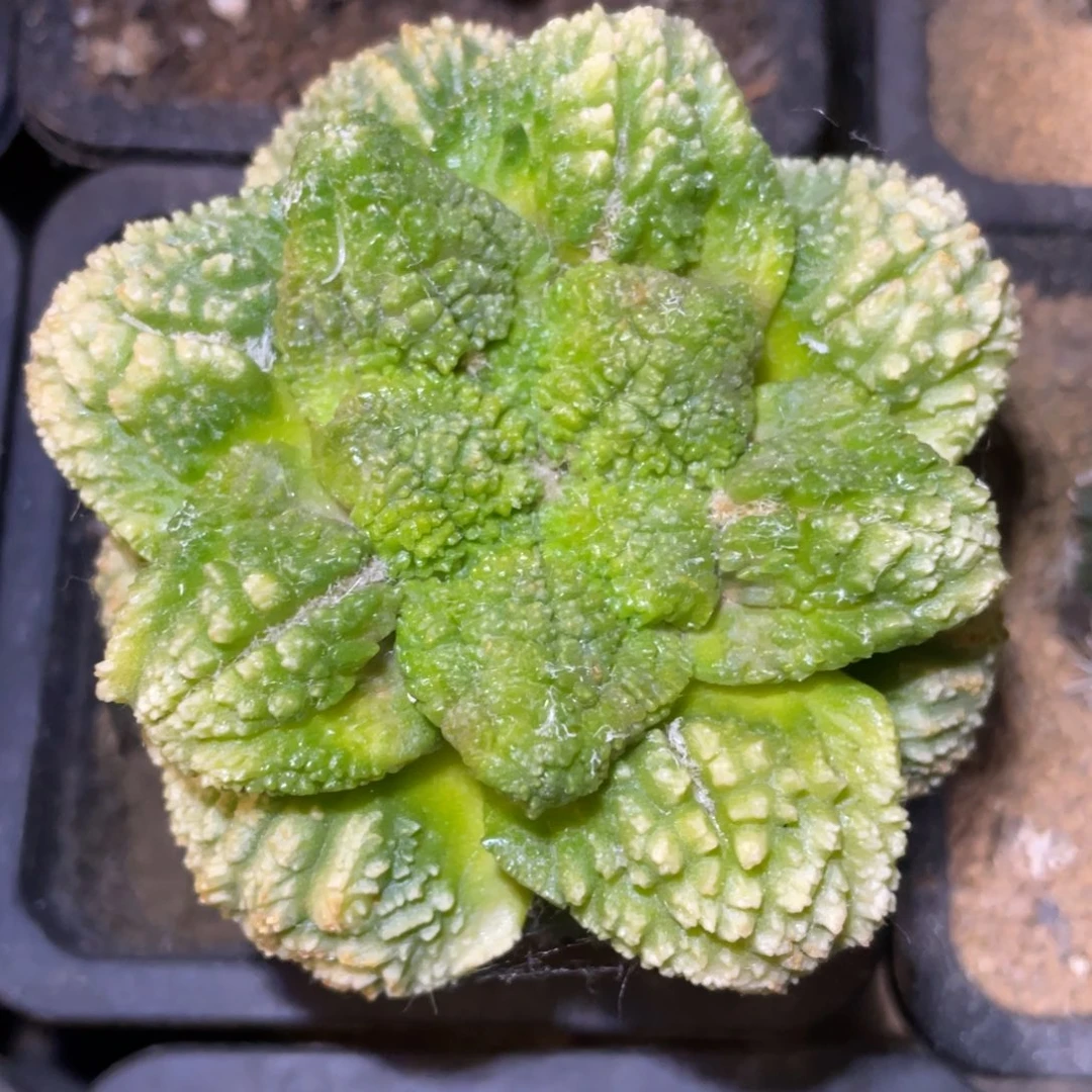 全部花朵精选大型无毛哥斯拉牡丹锦