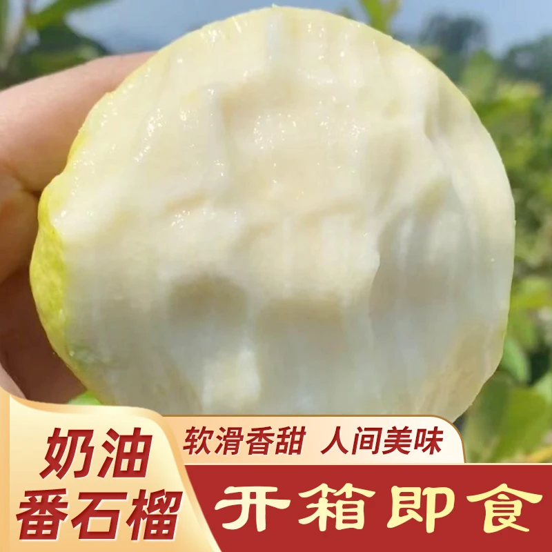 软糯白心芭乐新鲜冰淇淋奶油芭乐软糯香滑白心番石榴1-5斤同城配送