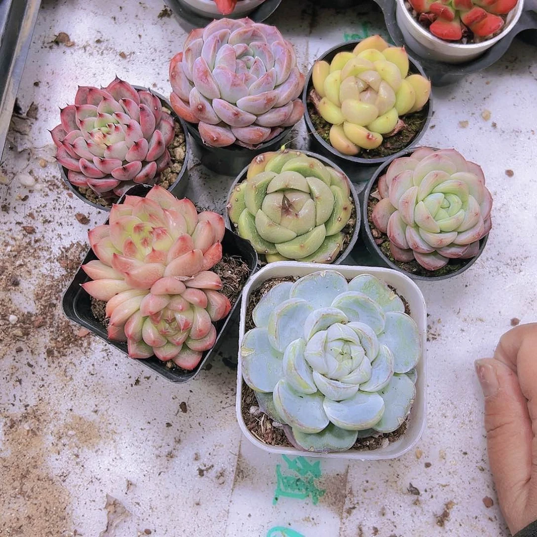 珍妮组合7盆带盆带土19包邮