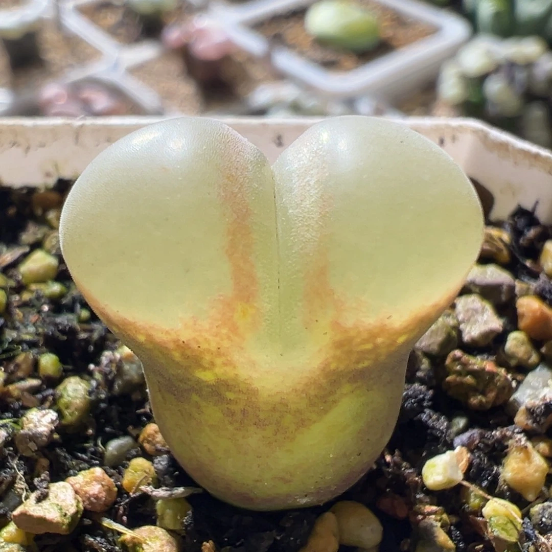 大白窗 开播福利01