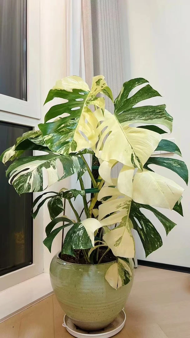 玛丽莲 系列短簧