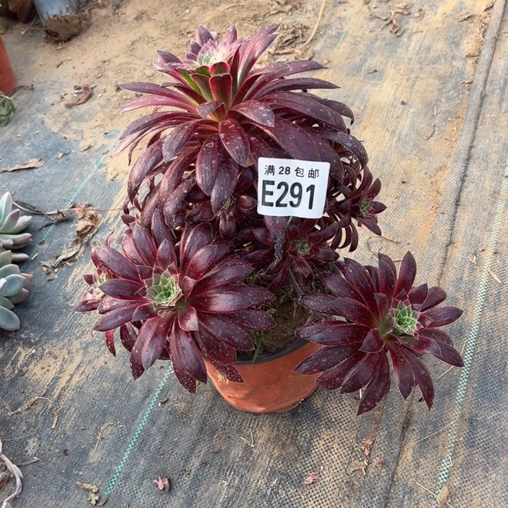 291孔雀锦不包断枝