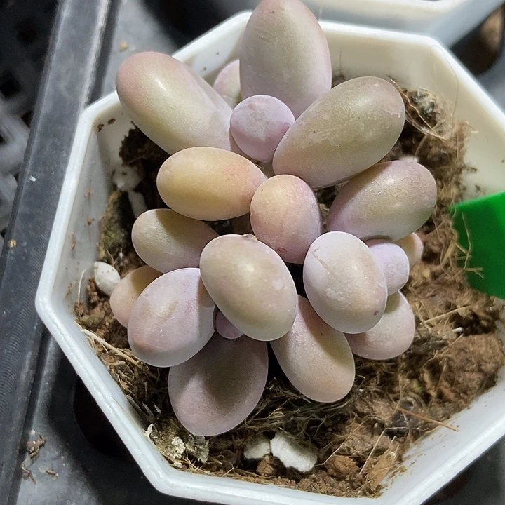 多肉植物蛋黄奶1681