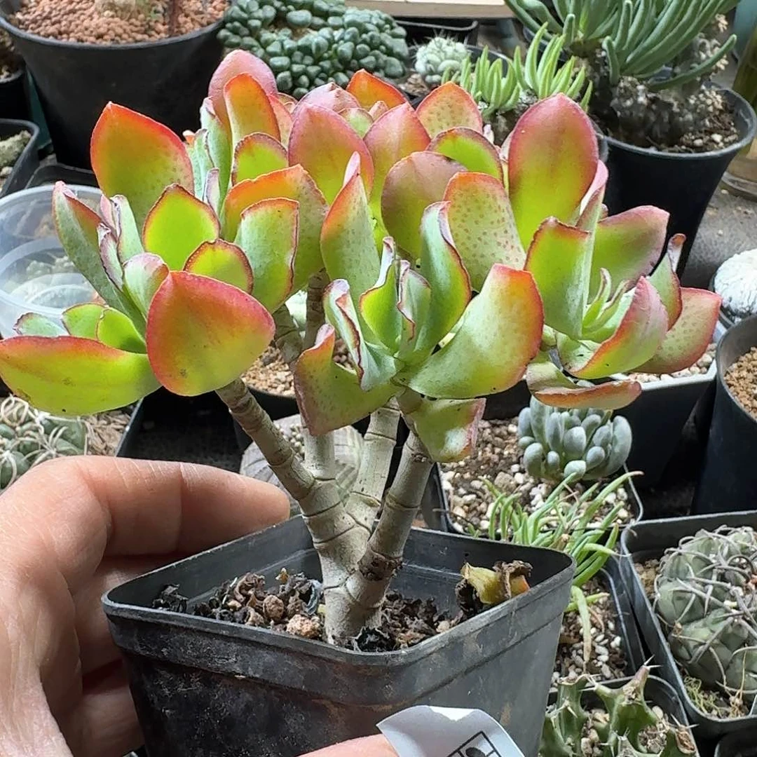 234海带花月带盆发货