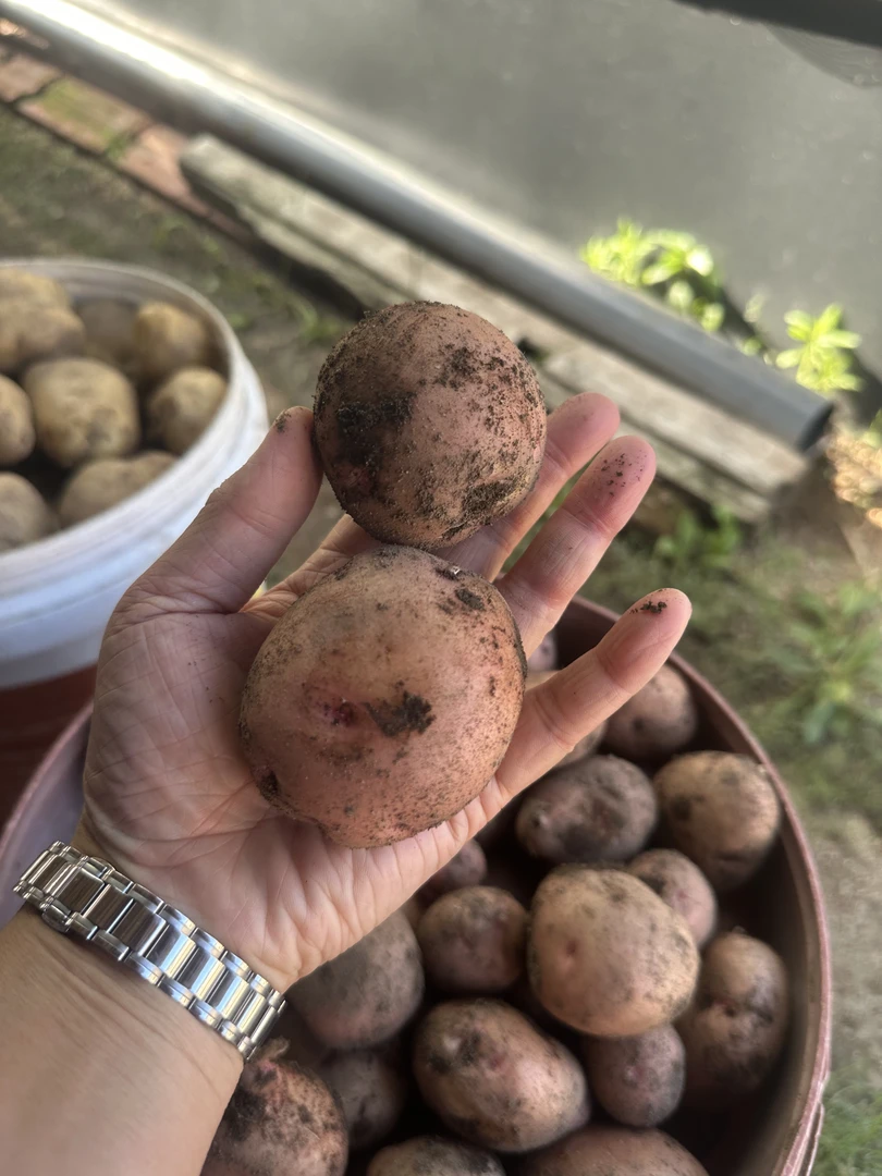 （嘎嘎面）东北通化红皮黄心小土豆