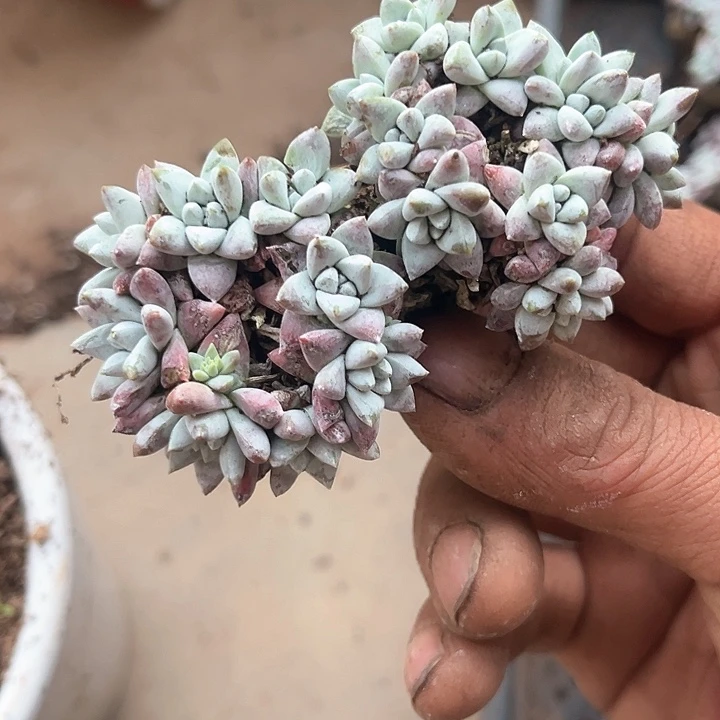 @*姐仙女杯多肉植物