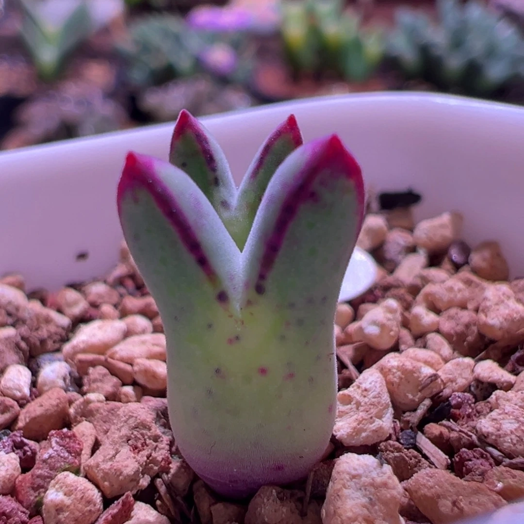 1026，英国cr985猪蹄，肉锥植物