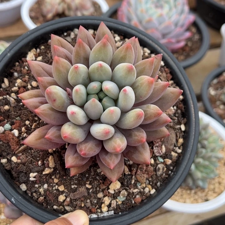 水晶球 单头 夏鸣园艺