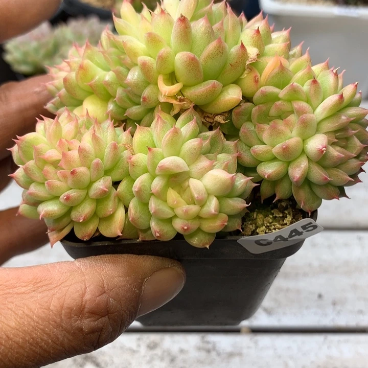 c445冰蝴蝶一物一拍