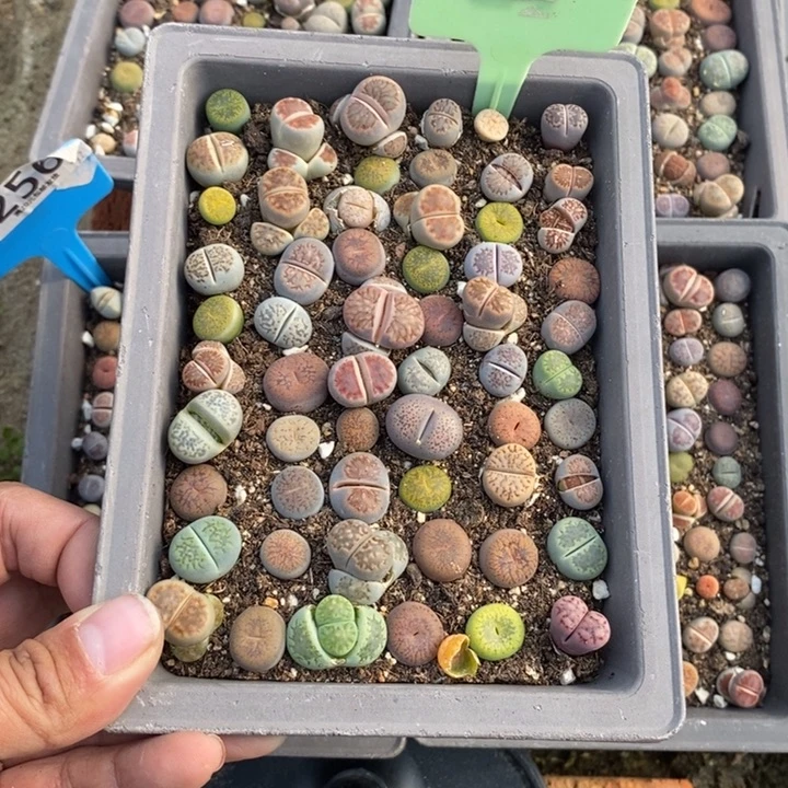 海***草生石花等植物的生长553