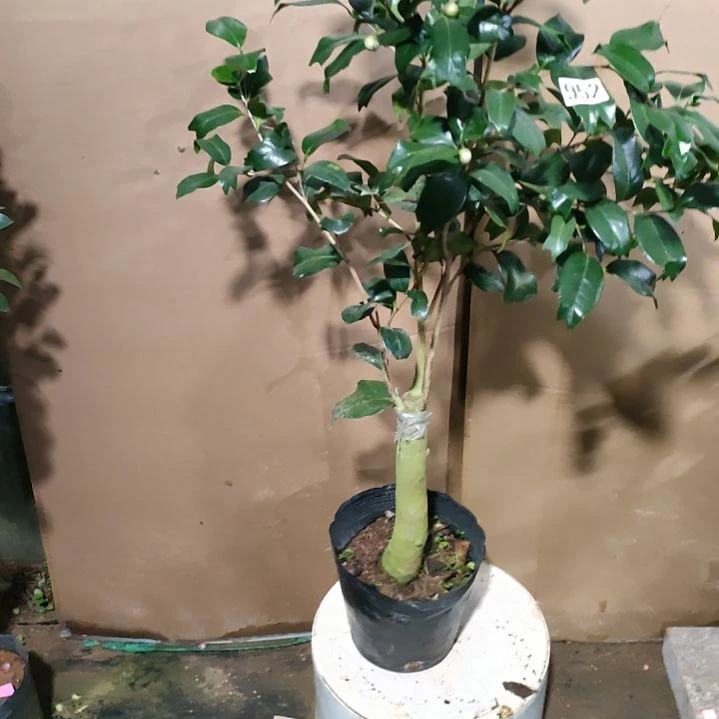 952黑狮子金鱼，原盆原土发货，不包邮