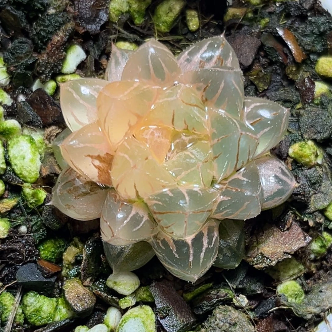 恭喜发财大吉大利538