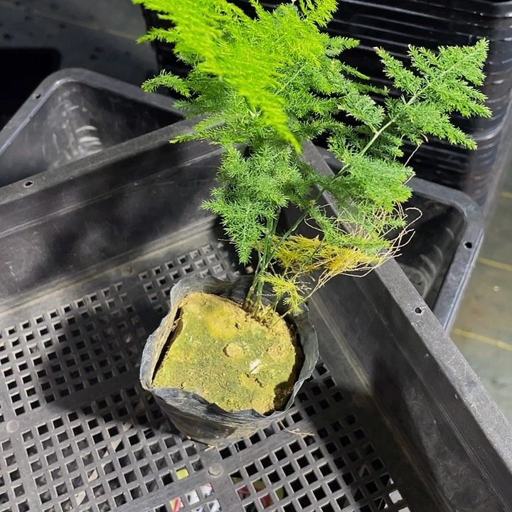 文竹1.8带盆土发