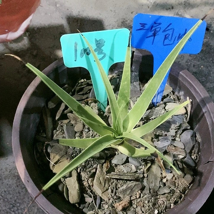 【闪购商品】无花朵龙舌兰章鱼