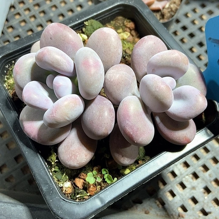 多肉植物a 012多肉