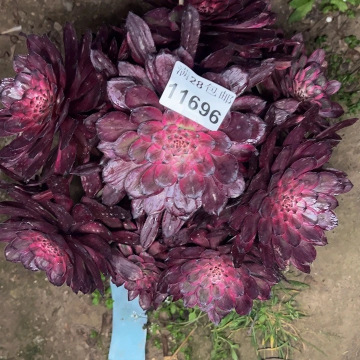 11696紫霞多肉植物