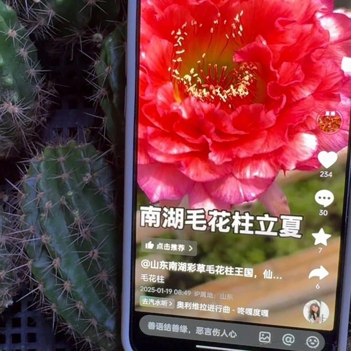 379毛立夏歪5公分左右无根侧牙掉刺，20包邮