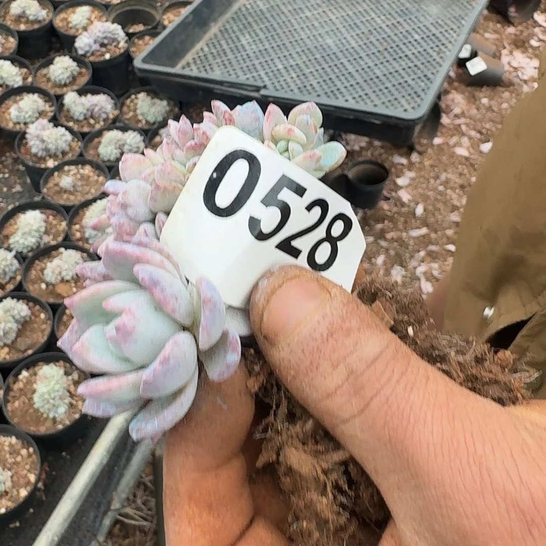 n****012698889666655555