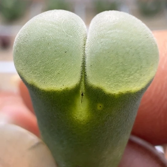 编号丢失美风铃一颗290。