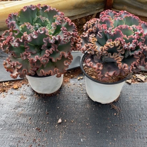 提**苏A12 号包菜系列2棵