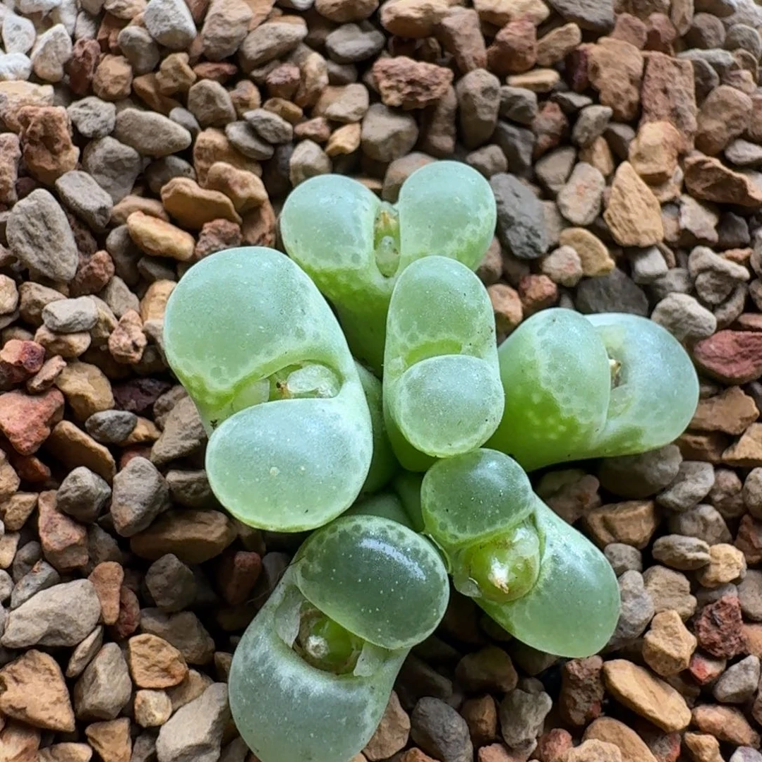 煮***茶1210-045肉锥肉锥肉锥