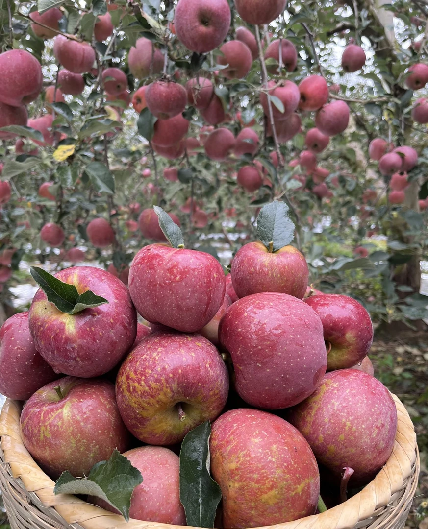 【正宗昭通市丑苹果】2025 彩箱送人送礼 精品果 脆甜可口 现摘现发