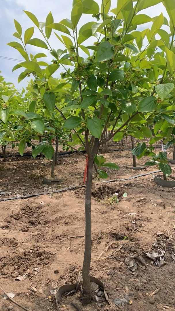 一物一拍盆栽地栽花园种植植物