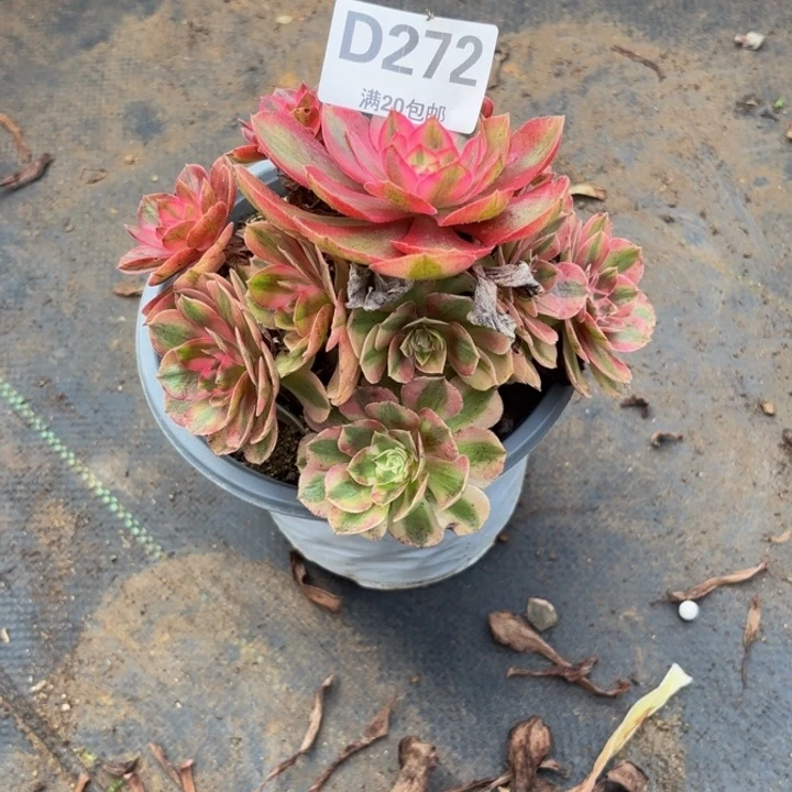 瑞妈多肉园艺272火龙果