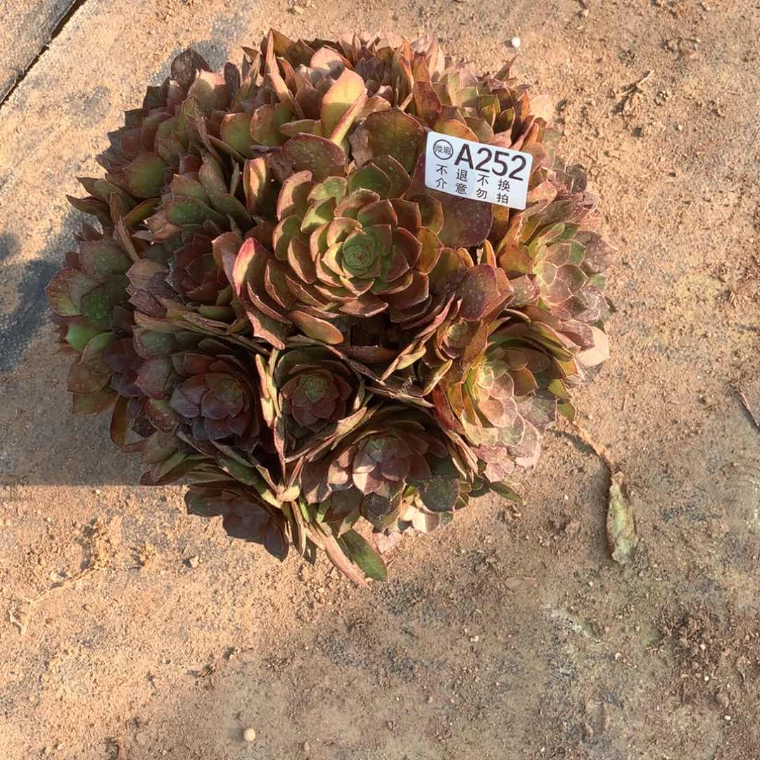 随**安多肉植物红魔252