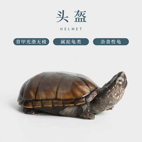 静宝家的龟 活体乌龟