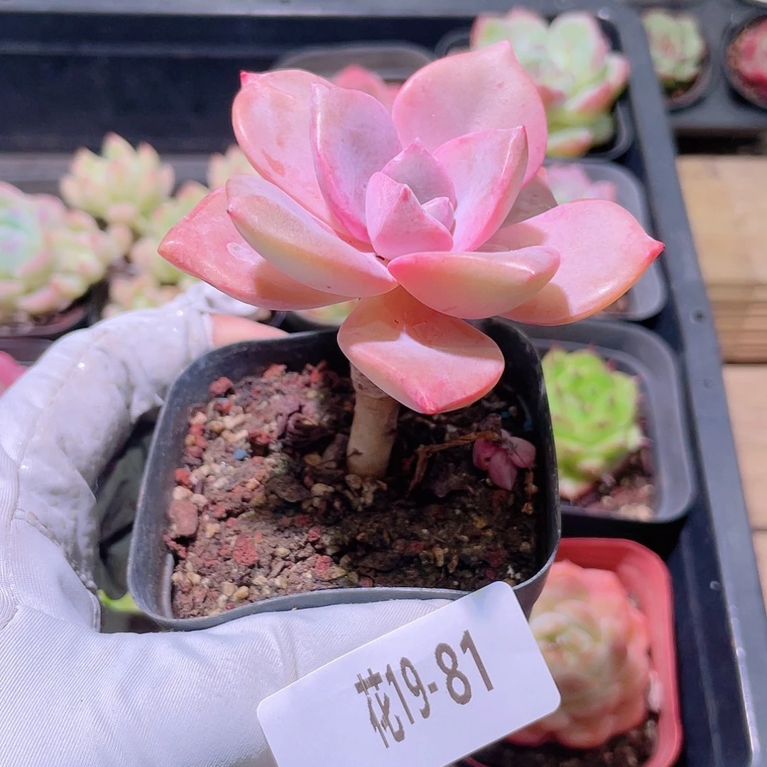 花利美19-81彩虹糖