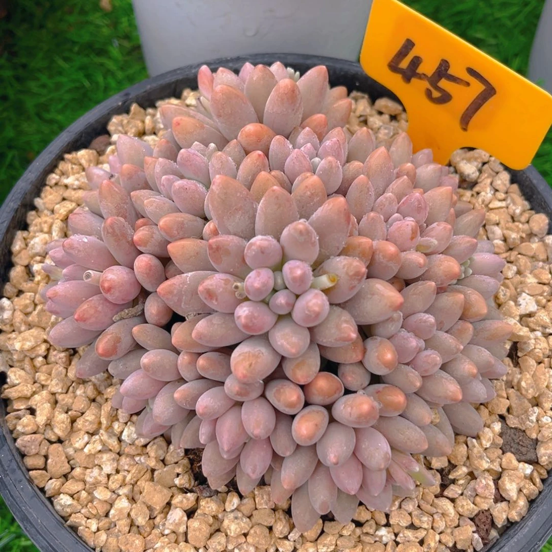 星戴露4888888888888