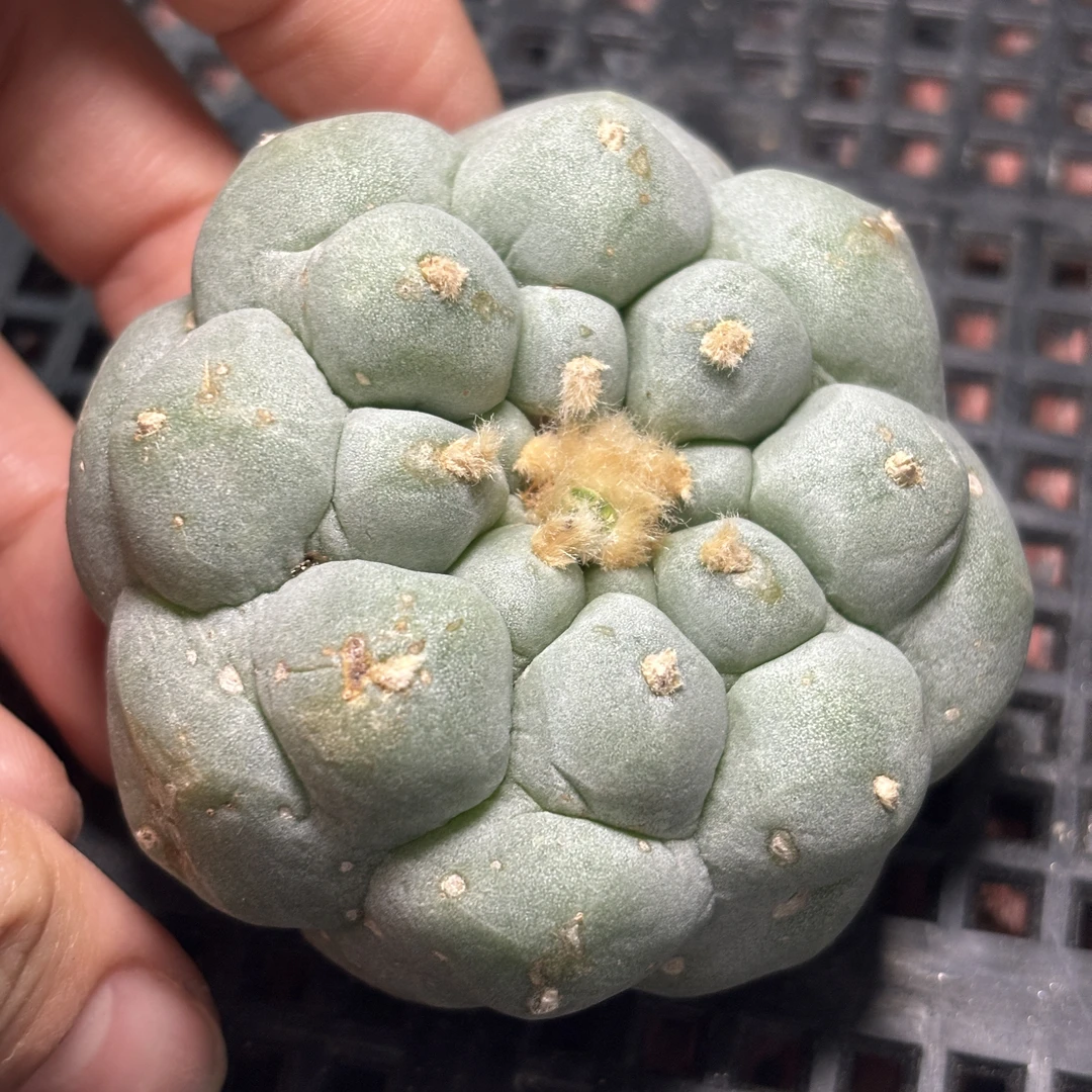 仙人球 一物一拍 有根 637