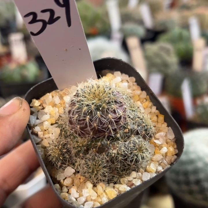 329号白花沟宝山罗伯特