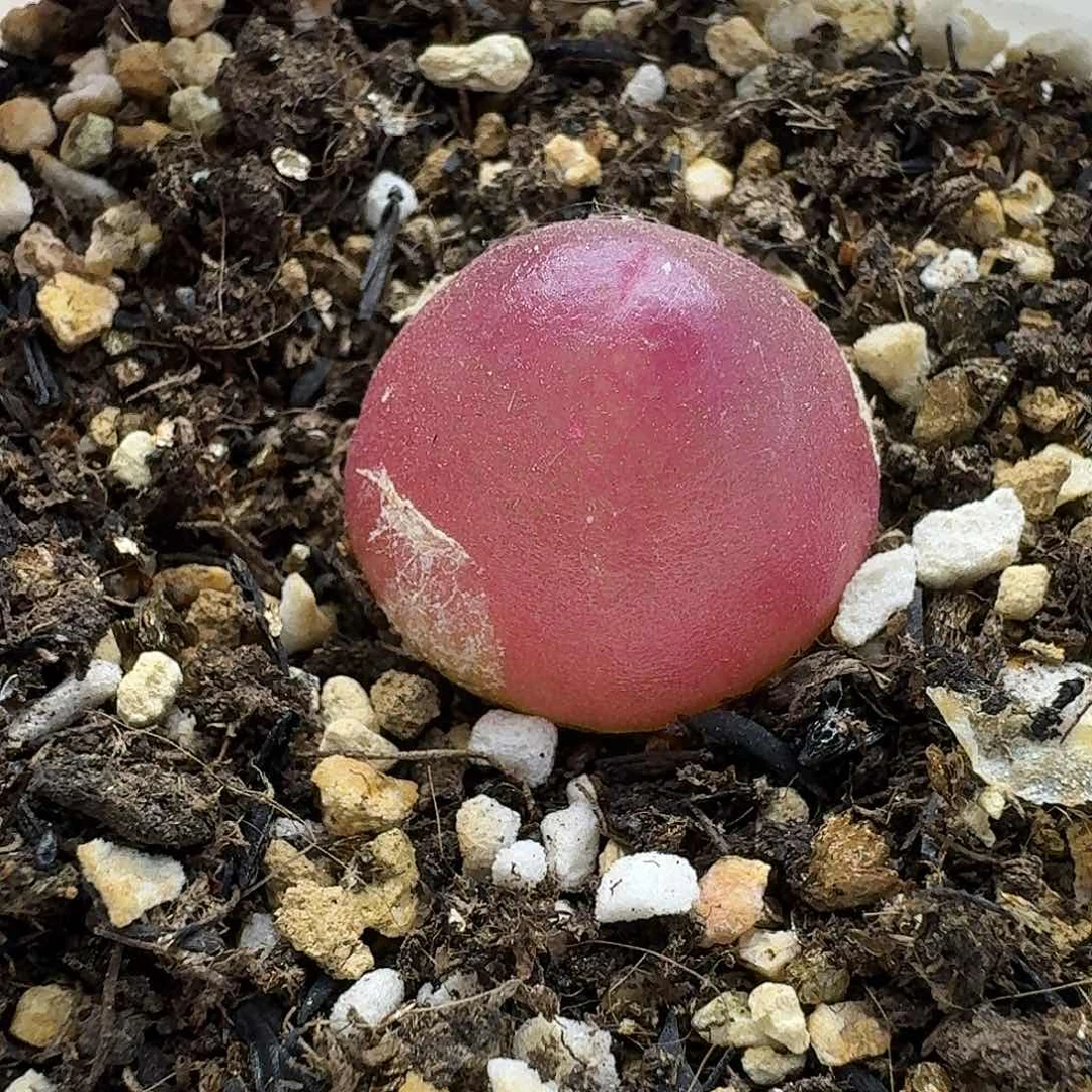 老马生石花2601灯泡