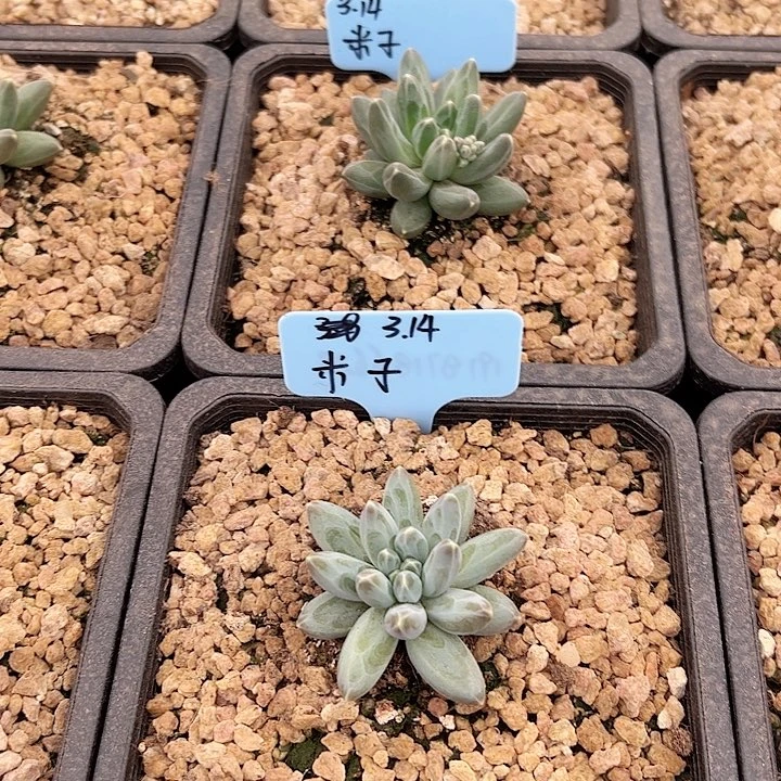 米*伊卡鲁斯多肉植物