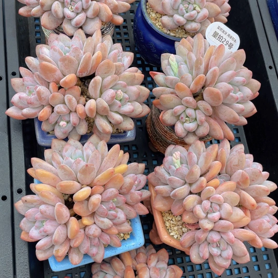 量拍29号奶油宽叶粉香水老桩手捧5头大群生一个