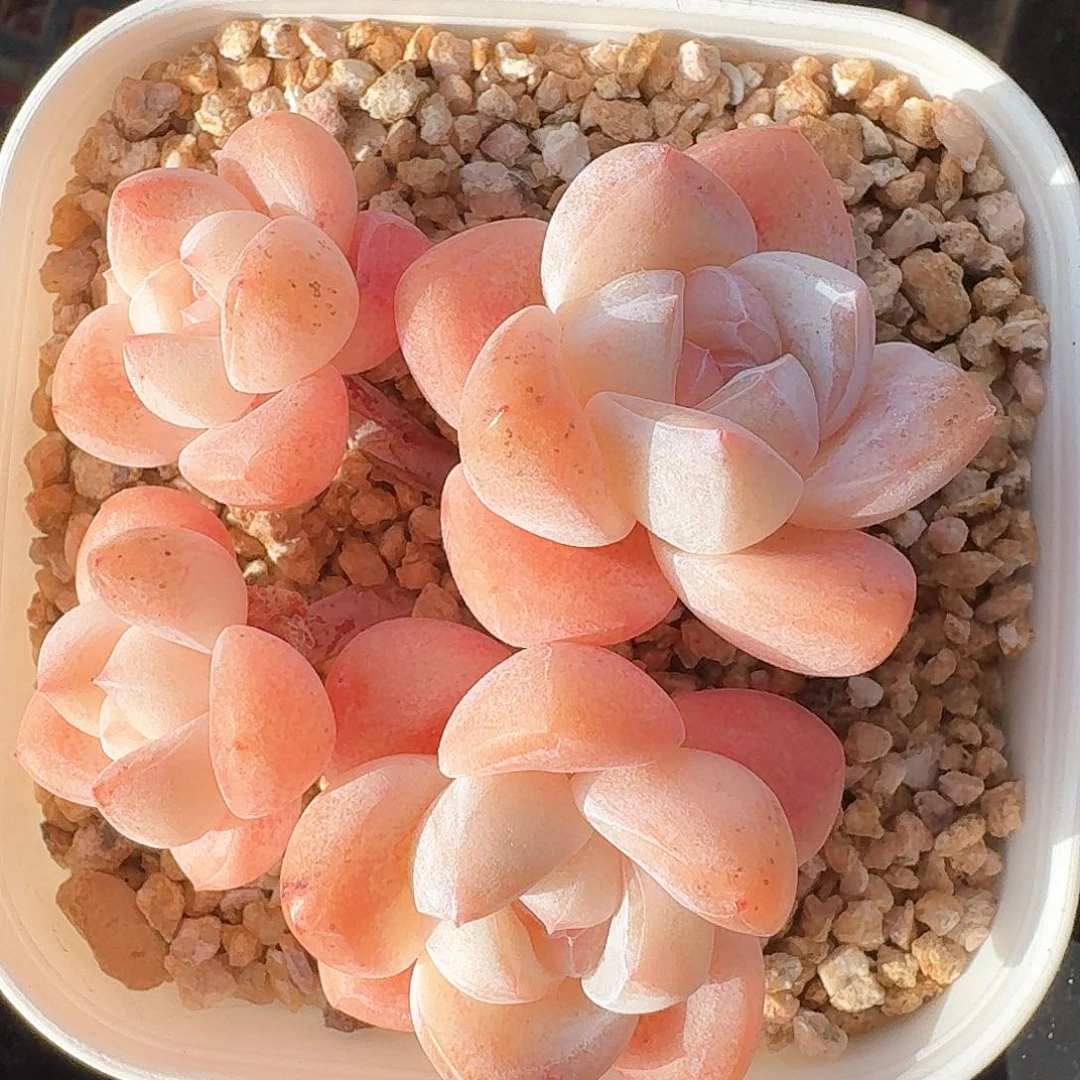 多肉冰玉4头群生超级粉
