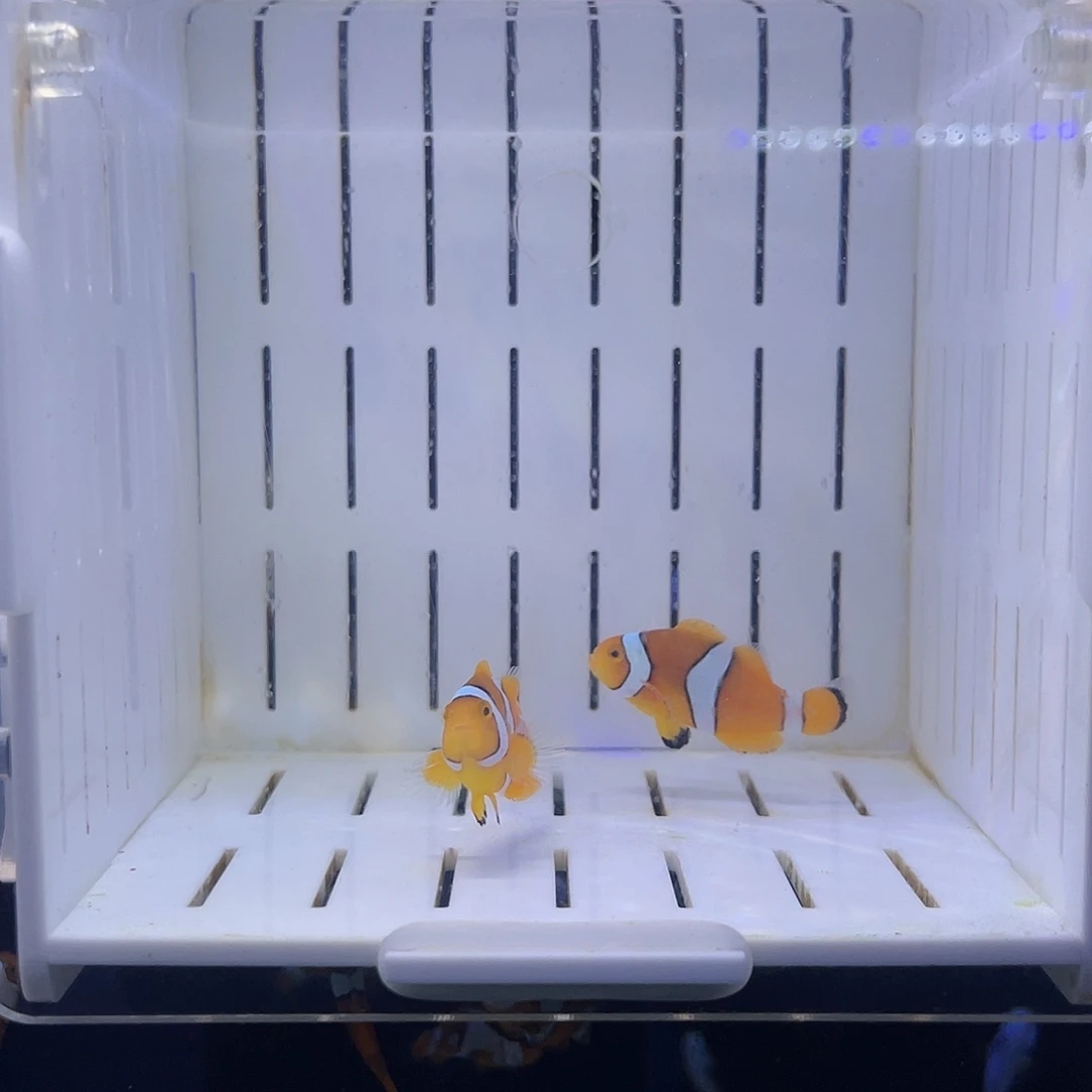 海水鱼黑背心一对